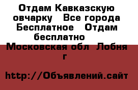 Отдам Кавказскую овчарку - Все города Бесплатное » Отдам бесплатно   . Московская обл.,Лобня г.